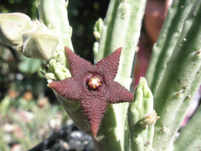 Stapelia kwebensis - 20 07 - Stapelia