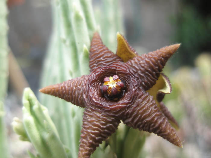 Stapelia kwebensis - 23.07 - Stapelia