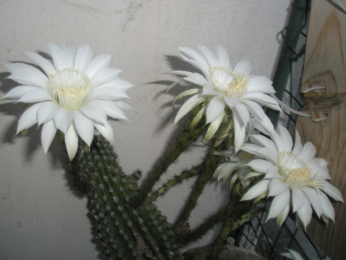 Echinopsis mamilosa - flori - Echinopsis