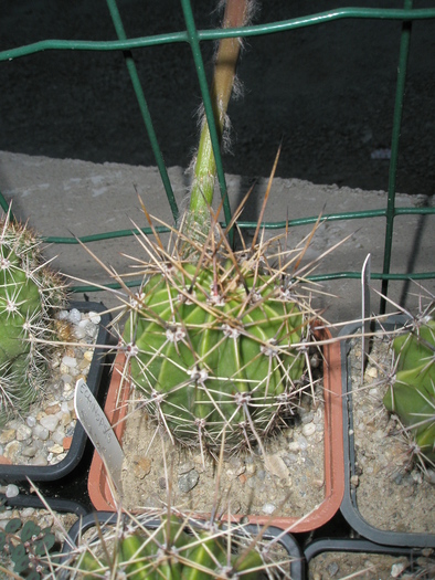 Echinopsis de la Sica - 23.07