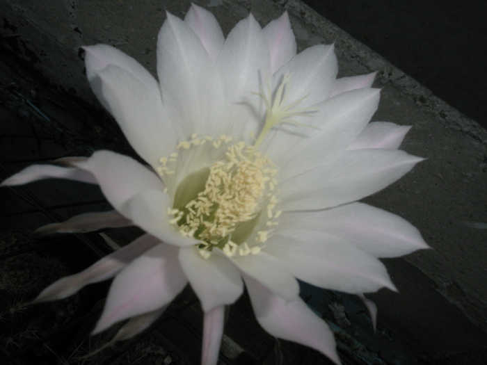 Echinopsis de la Sica - floare din pacate alba - Echinopsis