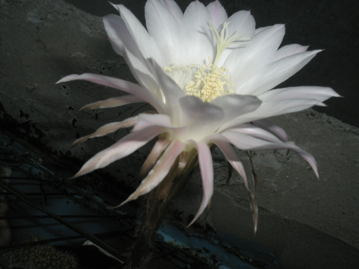 Echinopsis - doar petalele de jos sunt mai roz - Echinopsis