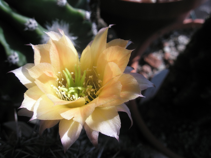 Echinopsis X Lobivia - floare - Echinopsis