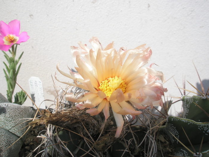Astrophytum senilis- floare 21.07 - Astrophytum