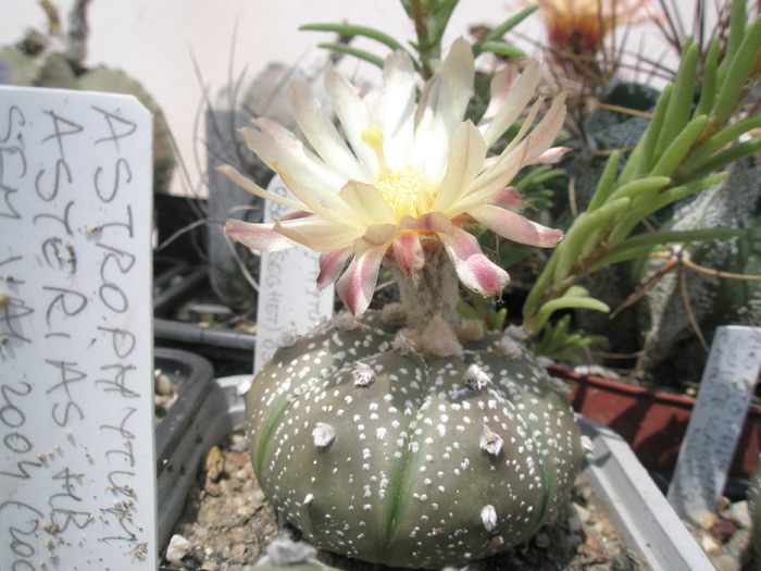 Astrophytum asterias (Obor) - 21.07