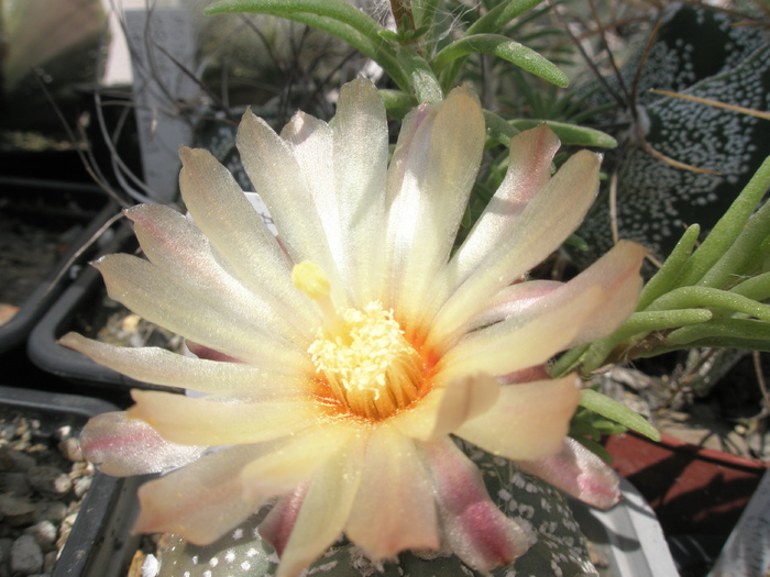 Astrophytum asterias - floare