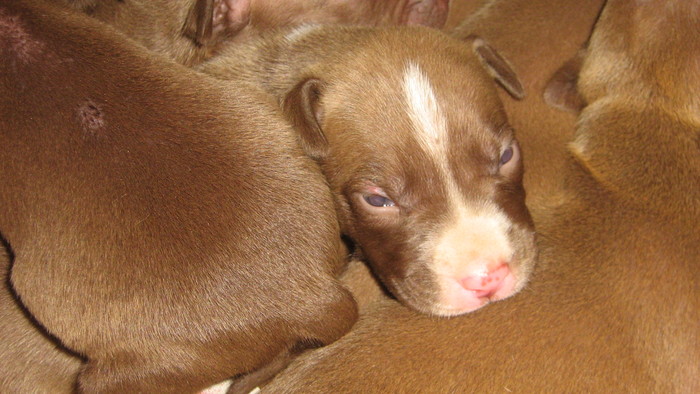 poze hera 075 - pui pitbull