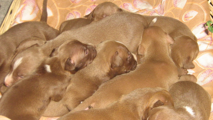 poze hera 076 - pui pitbull