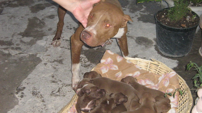 poze hera 077 - pui pitbull