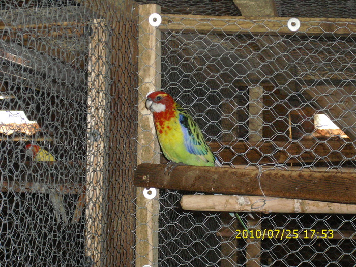 IMG_0016 - Rosella-Standard