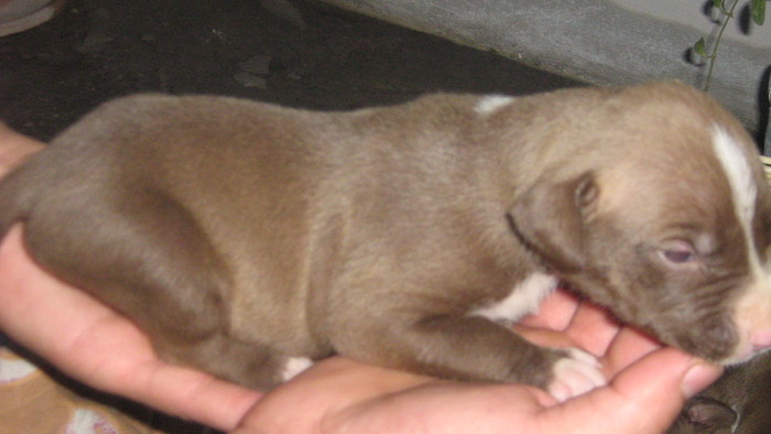 poze hera 093 - pui pitbull