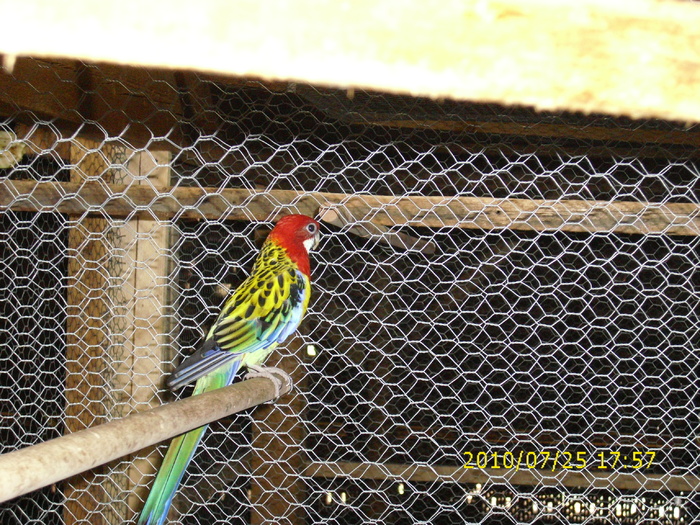 IMG_0034 - Rosella-Standard