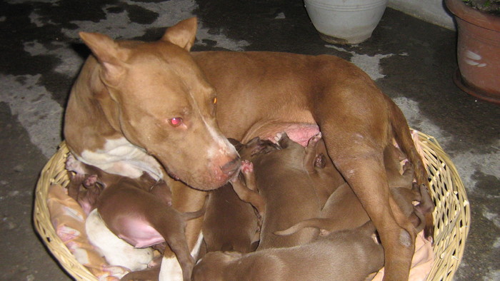 poze hera 129 - pui pitbull