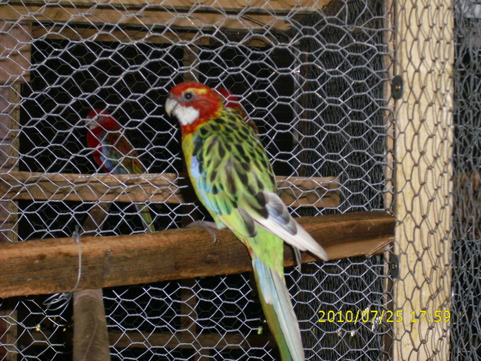 IMG_0041 - Rosella-Standard