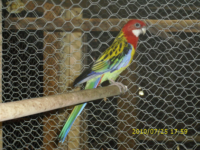 IMG_0042 - Rosella-Standard