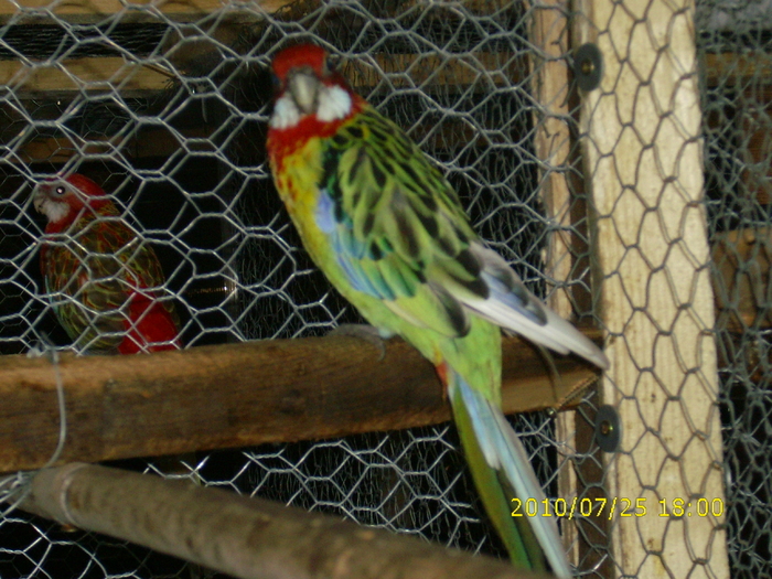 IMG_0045 - Rosella-Standard