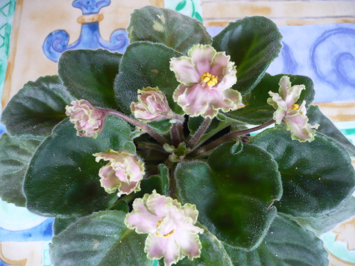Green Lace - VIOLETE 2010