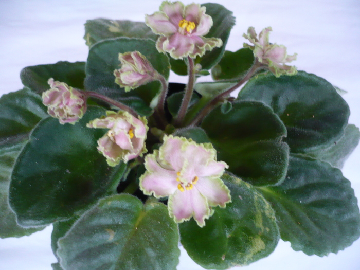 Green Lace - VIOLETE 2010