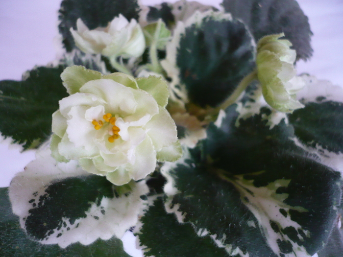 Cool Mint - VIOLETE 2010