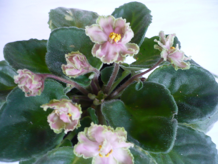 Green Lace - VIOLETE 2010