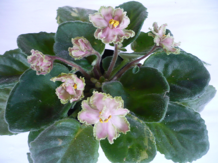 Green Lace - VIOLETE 2010