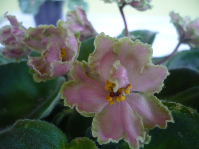 Green Lace - VIOLETE 2010