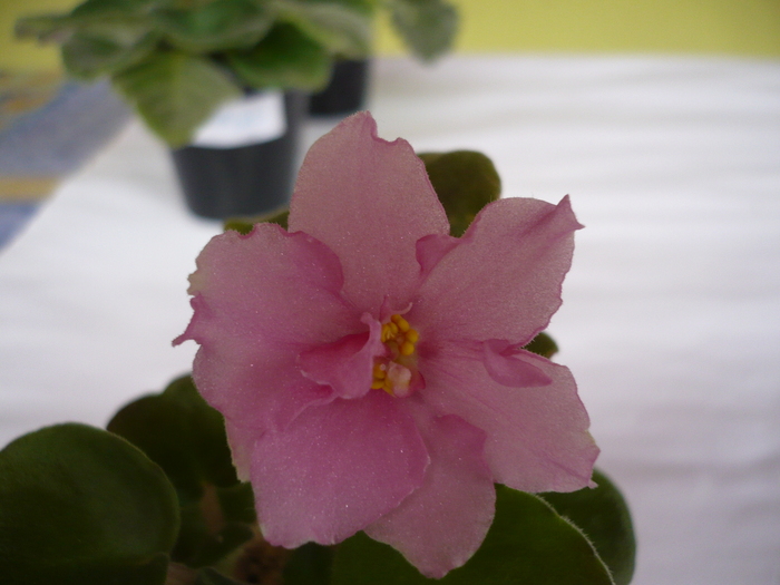 Melanie J - VIOLETE 2010