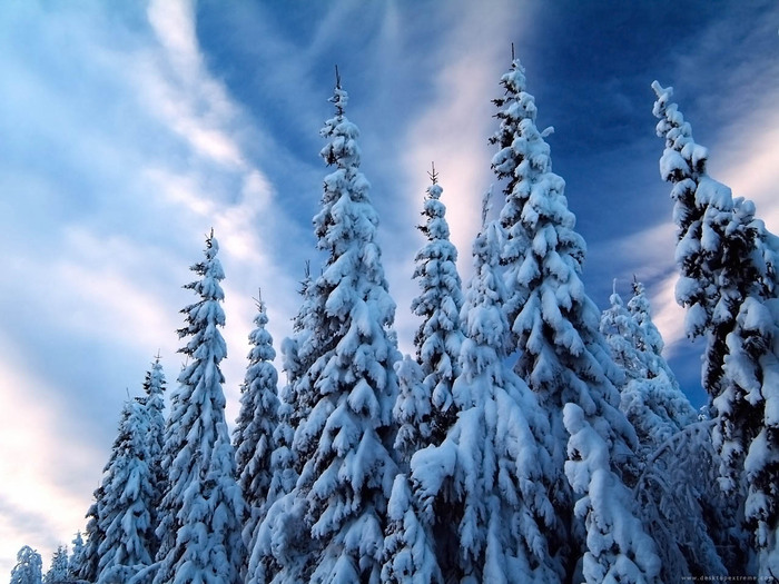 Snow_Covered_Trees_in_Sweden_126200651416PM660