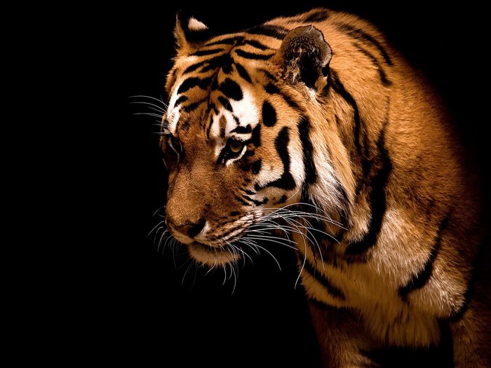 Wallpapers_Windows_7_-_Tiger,_Big_cat