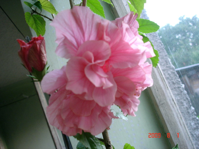 Classic Pink - hibiscus