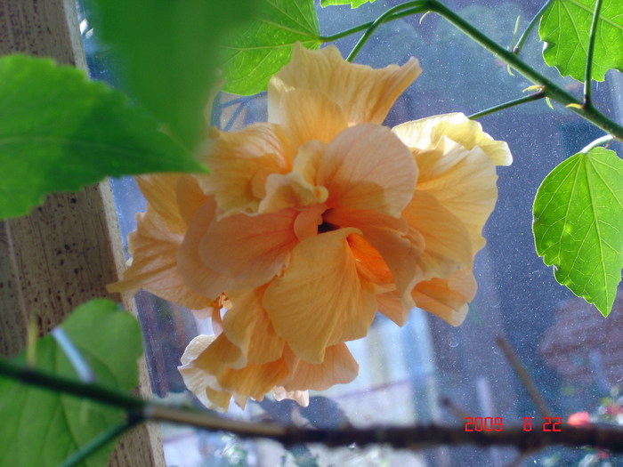 Classic Apricot - hibiscus