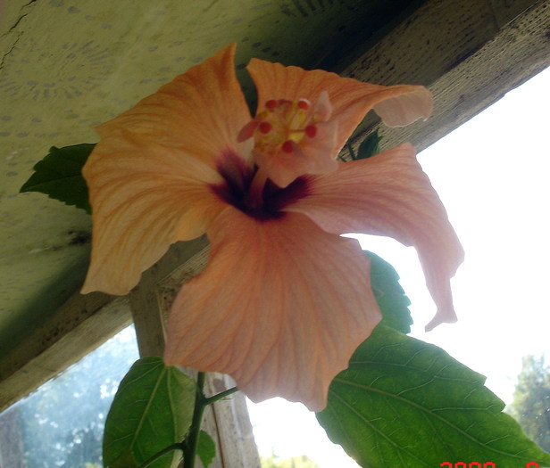 portocaliu simplu - hibiscus