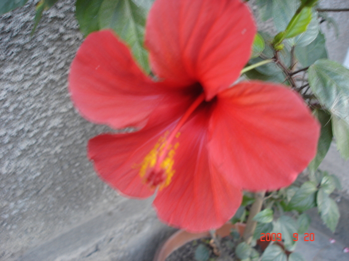 rosu simplu - hibiscus