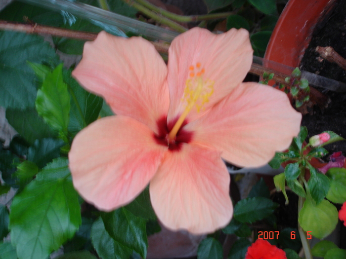 DSC04215 - hibiscus