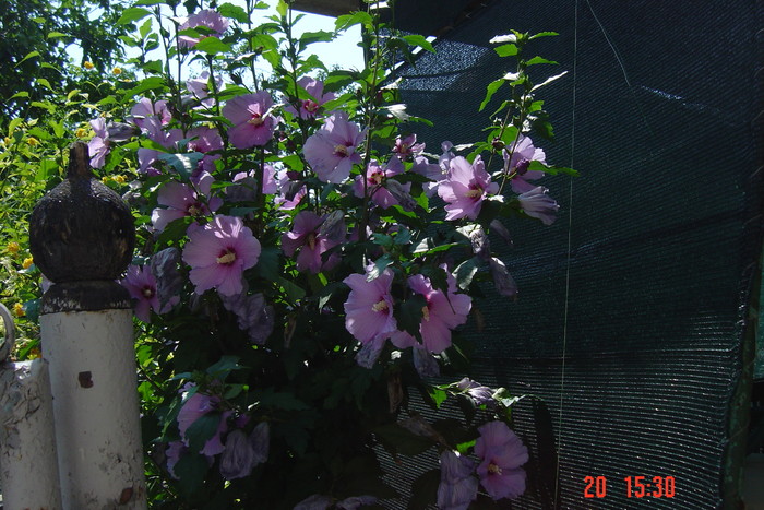 poze noi 742 - rondourile mele cu flori