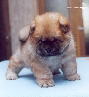 pic154486_caine_Chow-chow - Ai vrea