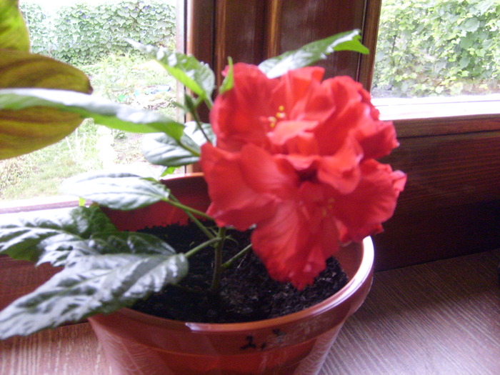 pe dimineata a inflorit de tot