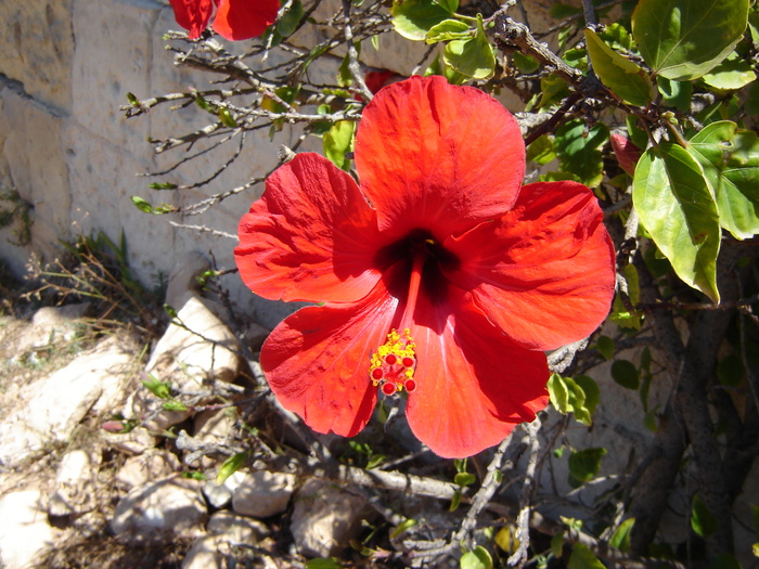 DSC03051 - flori malta 2010