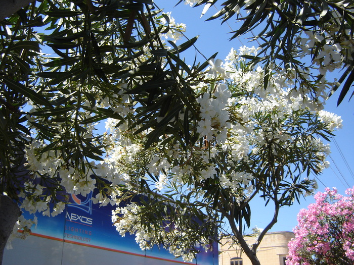 DSC03087 - flori malta 2010