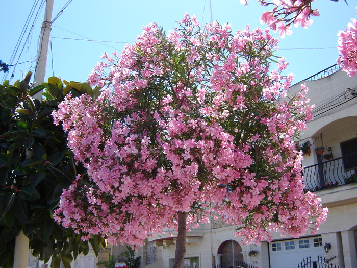 DSC03089 - flori malta 2010