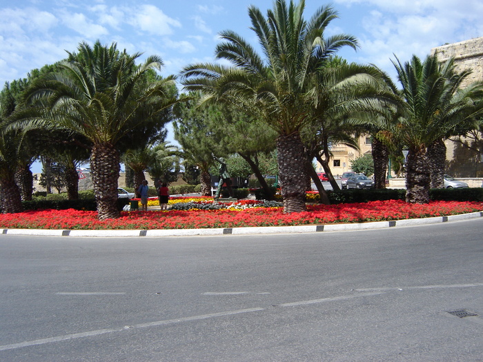 DSC03115 - flori malta 2010