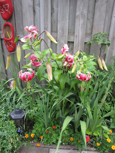 Crin Black Beauty 25 iul 2010 (1)