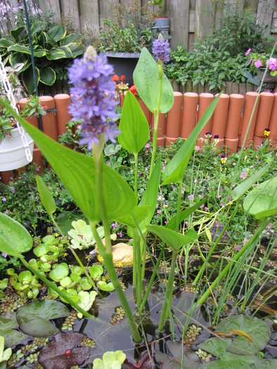 Pontederia Cordata Rosea 25 iul 2010 (1) - plante in havuz