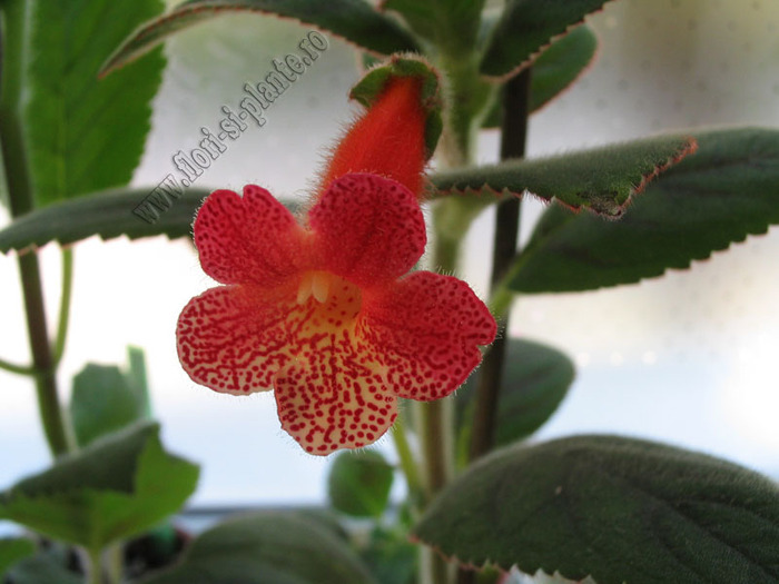 Kohleria Beethoven 6