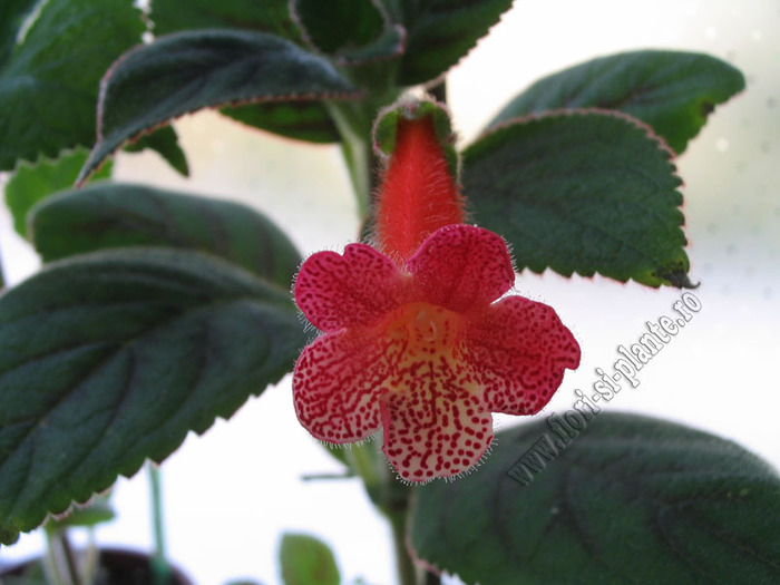 Kohleria Beethoven 7