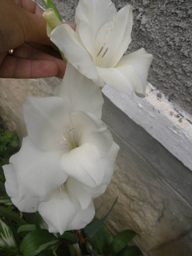 Gladiola alba - Gradina 2010