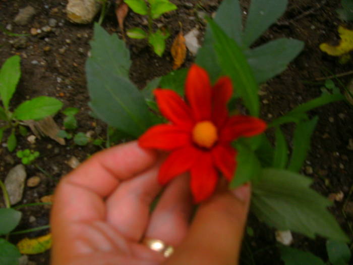 Dalie pitica din seminte