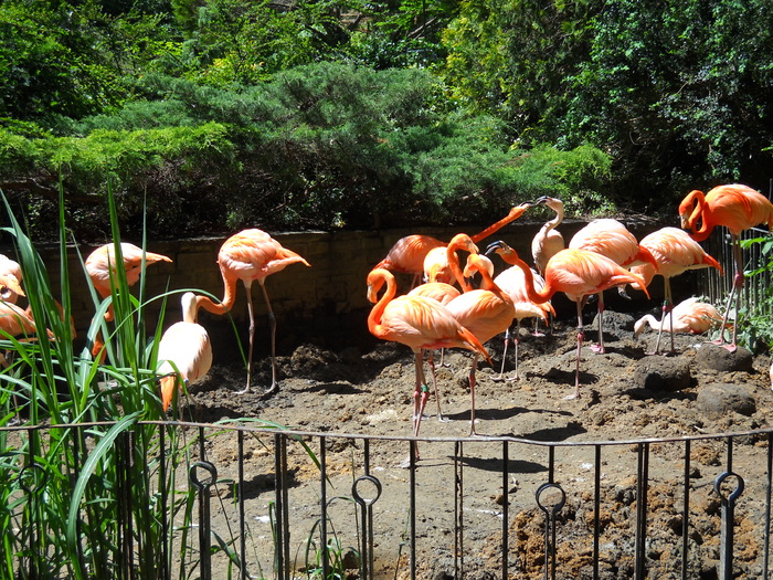 "turma" de flamingo - MINUNATII ALE LUMII