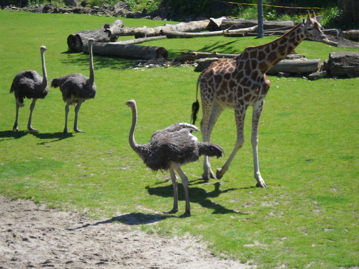 struti cu girafa struti cu girafa