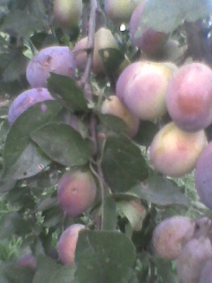 prun - 3-Pomi fructiferi